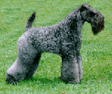 Dancer, Kerry Blue Terrier