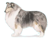 Rough coated Collie