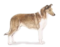 Smooth Coated Collie