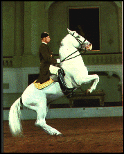 Lipizzan performing, in all its glory