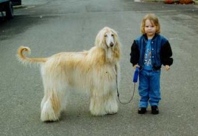 young child with Afghan Hound