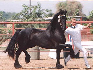 Bonne, Friesian stallion in show ring