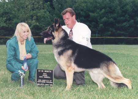 young GSD winning at show, Stormy