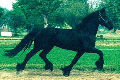 'Ouke,' Friesian stallion