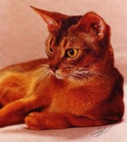  GC, NW INSTINCTS CHERI GROVE, Best of Breed Abyssinian, Ruddy Female. Photo: © Larry Johnson