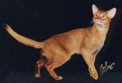 GC, RW CYPRESSCATS CALIENTE, Third Best of Breed Abyssinian, Red Male. Photo: © Carl Widmer