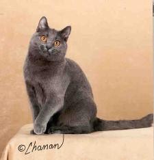 Pictured: GC, RW CLERVAUX POEME ALA JOIE OF FOXYKATS, Second Best of Breed Chartreux, Female. Photo: © Chanan