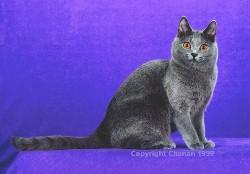 Pictured: GC, RW CLERVAUX ORINOCO OF MABUHAY, Third Best of Breed Chartreux, Female. Photo: © Chanan 1999