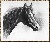 Darley Arabian, backbone of the modern thoroughbred