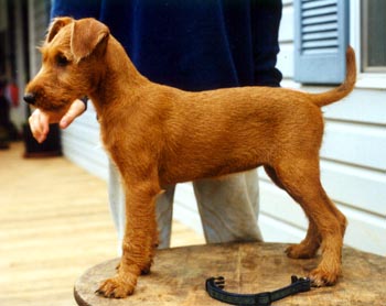 Goldie, and Irish Terrier pup
