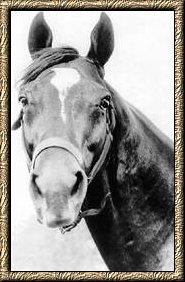 Man o'War, one of the most famous Thoroughbred's