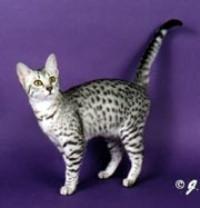 Egyptian Mau, GC, RW EMAU'S BACK TO THE FUTURE, Third Best of Breed Egyptian Mau,Silver Female. Photo: © James Childs 1999 