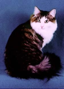 GC, RW GRA SALTBOKS HARLEY, Second Best of Breed Norwegian Forest Cat, Brown Mackerel Tabby & White Male. Photo: ©