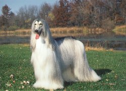 Gorgeous example of a domino -silver with black- Afghan Hound